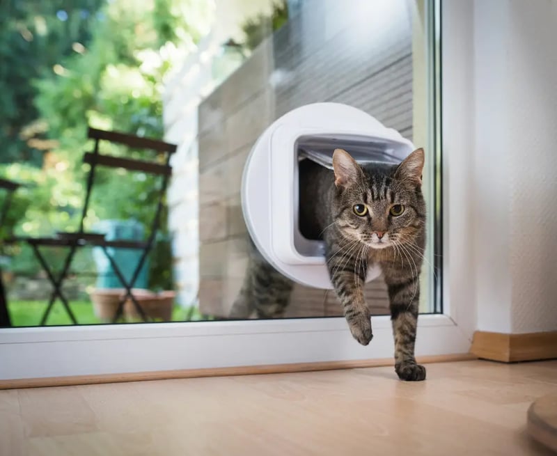 Indoor VS Outdoor Cats Should I Let My Cat Outside